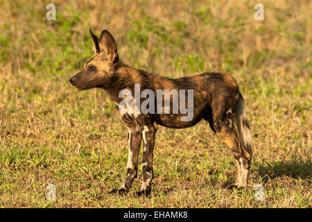 Chien sauvage d'Afrique (Lycaon pictus) Banque D'Images