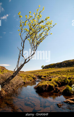 La rivière Hinnisdal coule sous un petit arbre de Glenn Hinnisdal sur la péninsule de Trotternish, Isle of Skye, Inverness-shire. M Banque D'Images