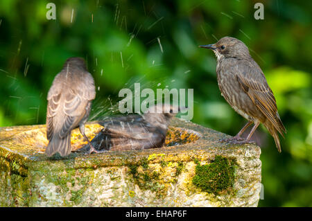 Etourneau sansonnet (Sturnus vulgaris), juvénile à part entière nouvellement perché sur le bord d'un birdbath et regarder ses frères et sœurs s'éclabousser dans les Banque D'Images