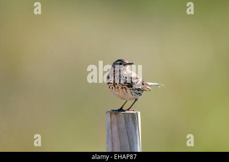 Meadow pipit spioncelle (Anthus pratensis) adulte perché sur un post en bois à Northumberland, Beadnell. De juin. Banque D'Images