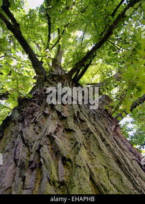 Schwarzpappel / le peuplier noir (Populus nigra) Banque D'Images