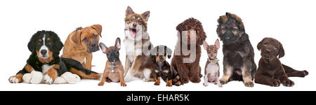 Grand groupe de chiots Banque D'Images