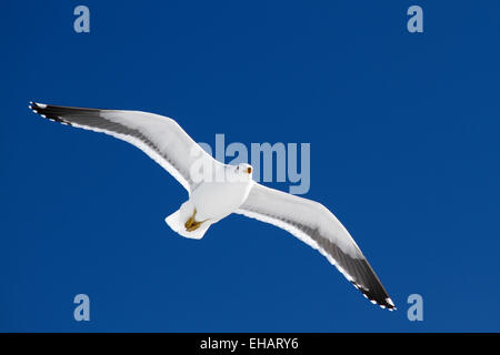 Kelp Gull (Larus dominicanus) en vol. Cet oiseau est trouvé autour des côtes de l'Amérique du Sud, Afrique du Sud, l'Australie, la Banque D'Images