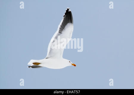 Kelp Gull (Larus dominicanus) en vol. Cet oiseau est trouvé autour des côtes de l'Amérique du Sud, Afrique du Sud, l'Australie, la Banque D'Images