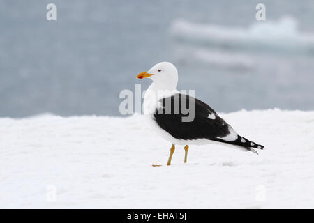 Kelp Gull (Larus dominicanus) en vol. Cet oiseau est trouvé autour des côtes de l'Amérique du Sud, Afrique du Sud, l'Australie, la Banque D'Images