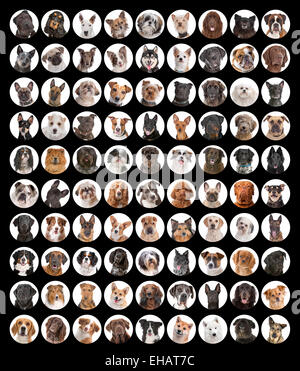 Grande collection de portraits de chien Banque D'Images