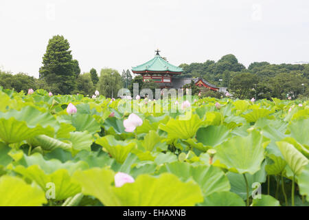 Lotus at parc Ueno, Tokyo, Japon Banque D'Images