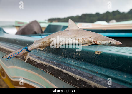 Requin sur le bateau, d'Arugam Bay, au Sri Lanka, en Asie Banque D'Images