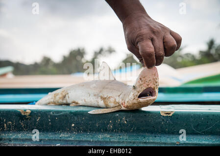 Les plages vides, d'Arugam Bay, au Sri Lanka, en Asie Banque D'Images