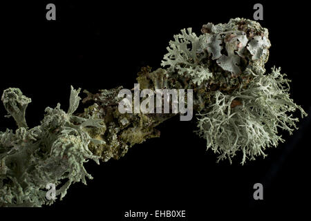 Rameau de chêne couvert de lichens foliacés et arbustive feuillue lichens fruticuleux. Banque D'Images