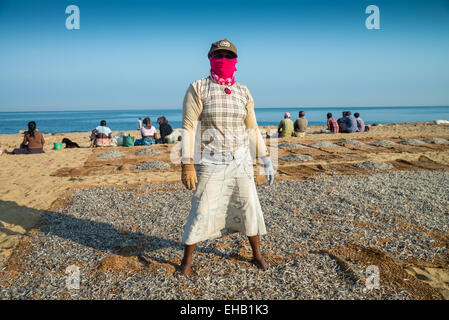 Pour les prises de poissons séchant au soleil sur le marché de Negombo, Sri Lanka, Asie Banque D'Images