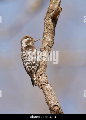 Brown-capped Pygmy Woodpecker (Dendrocopos nanus), Shoolpaneshwar Wildlife Sanctuary, près de Rajpipla, Gujarat, Inde Banque D'Images