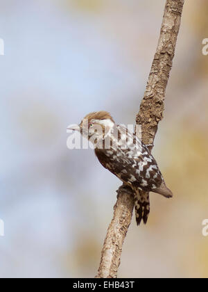 Brown-capped Pygmy Woodpecker (Dendrocopos nanus), Shoolpaneshwar Wildlife Sanctuary, près de Rajpipla, Gujarat, Inde Banque D'Images