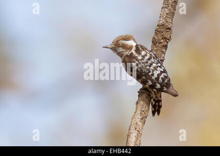 Brown-capped Pygmy Woodpecker (Dendrocopos nanus), Shoolpaneshwar Wildlife Sanctuary, près de Rajpipla, Gujarat, Inde Banque D'Images