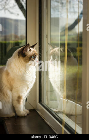 Chat Ragdoll sur tablette de fenêtre donnant sur le jardin Banque D'Images