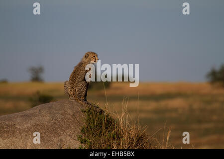 Le Guépard (Acinonyx jubatus) Cub perché sur un rocher. Banque D'Images