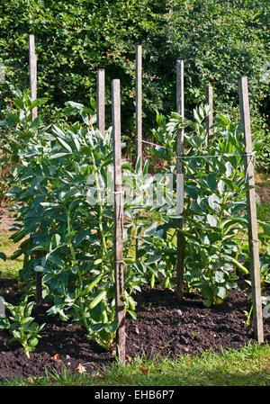 Double rangée de petites fèves Meteor Vroma variété soutenu par piquets en bois de plus en plus dans le jardin potager domestique Banque D'Images