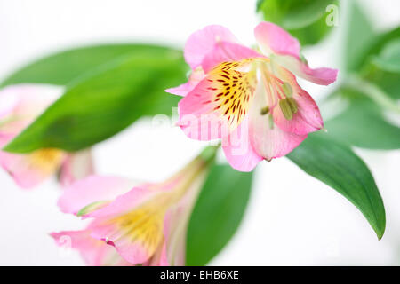 Image de la délicate bien aimé l'Alstroemeria Jane Ann Butler Photography JABP641 Banque D'Images