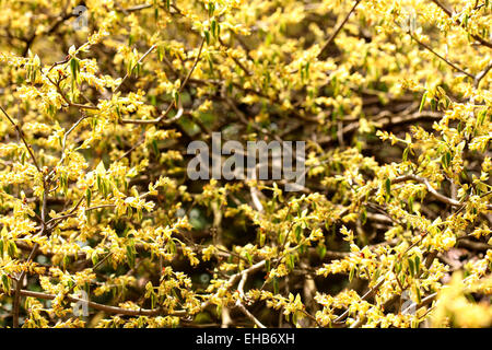 Hazel hiver costumes de fleurs jaunes, magnifiquement Zen et originaire du Japon Jane Ann Butler Photography JABP771 Banque D'Images