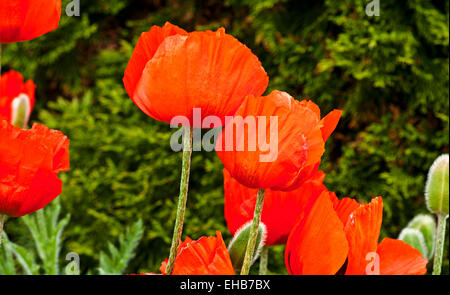 Close-up of oriental rouge orange vif coquelicots en fleurs en jardin à l'arrière-plan de cet arbuste vert, England UK Banque D'Images