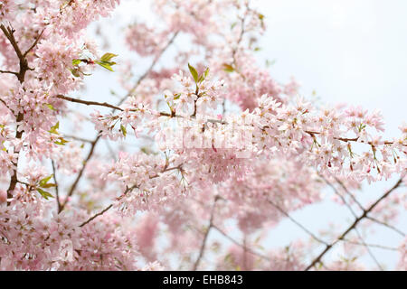 Superbe Prunus pendula stellata, le Spring Cherry Jane Ann Butler Photography JABP773 Banque D'Images