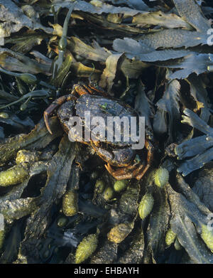 Livre vert - crabe Carcinus maenas Banque D'Images