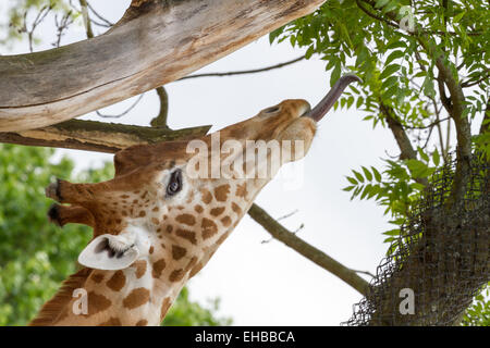 Girafe avec la langue pour les Leafs Banque D'Images