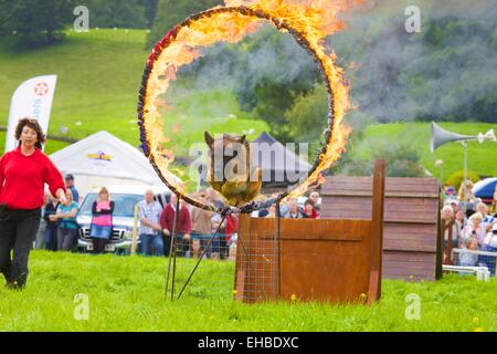Saut d'alsacien par hoop de feu. Hawkshead Show Parc National de Lake District Cumbria England UK Banque D'Images