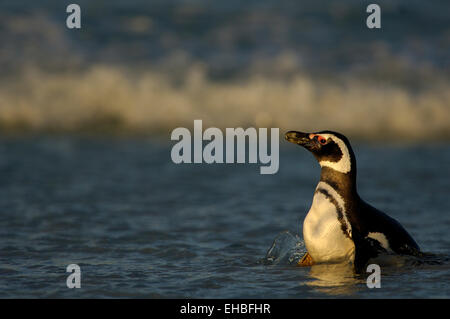 Mit ca. 73 cm (Magellanpinguin Körpergröße gehört der Spheniscus magellanicus) zu den mittelgroßen Pinguinarten. Er ist an den Banque D'Images