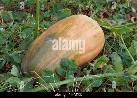Orange citrouille avec des feuilles vertes dans le jardin Banque D'Images