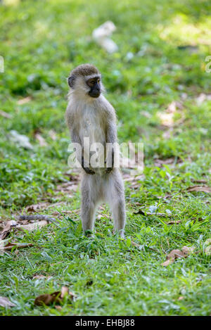 Un jeune singe se tient debout sur l'herbe. Banque D'Images