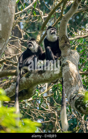 Deux fuligineux guerezas regarder à partir d'un arbre. Aussi appelée Abyssin colobus noir et blanc et de magistrat colobus. Banque D'Images