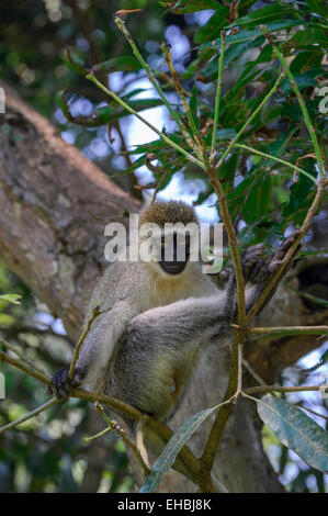 Un singe, un singe vervet, montres à partir d'un arbre à Entebbe Botanical Gardens, de l'Ouganda. Format vertical avec copyspace. Banque D'Images