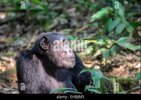 Mâle adulte, un chimpanzé (Pan troglodytes) est assis dans une clairière dans la forêt de Kibale, en Ouganda. Format horizontal avec copyspace. Banque D'Images