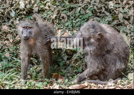 Olivier (adultes) Anubis babouin se toilette un autre babouin doguera dans la végétation, près de Kibale, en Ouganda. Banque D'Images