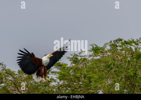 L'Afrique de l'aéroporté (poisson) de la mer blanche Haliaeetus vocifer atterrissage sur un acacia. Format horizontal avec copyspace. Banque D'Images