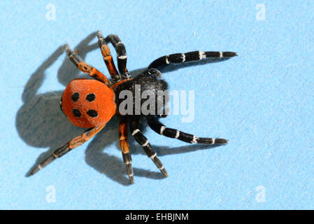 Araignée araignée en velours ou Ladybird Eresus cinnaberinus anciennement Eresus niger Banque D'Images