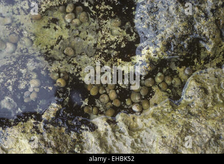 Bigorneau rugueux - Littorina saxatilis Banque D'Images