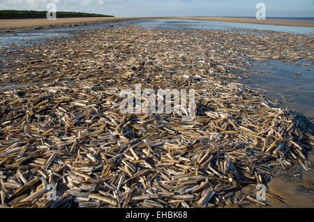 - Shell Ensis siliqua rasoir - coquilles vides de ce bivalve commun échoués à marée haute Banque D'Images