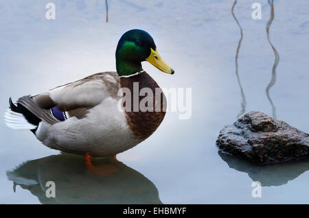 Un beau canard colvert mâle debout dans l'eau Banque D'Images