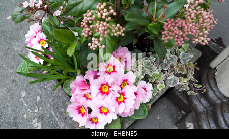 Polyanthus Primula rose pâle Pacific Giant jaune centre Godrie's Dwarf skimmia japonica poussant dans un récipient de jardin en hiver printemps UK KATHY DEWITT Banque D'Images