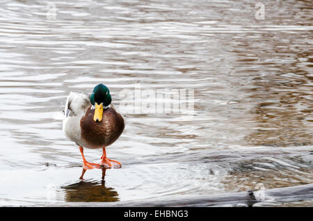 Un beau canard colvert c'est un homme et il debout dans l'eau Banque D'Images