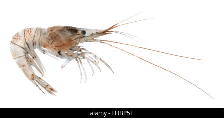 Crevette à bosse - famille Hippolytidae Banque D'Images