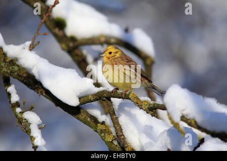 Yellowhammer dans la neige Banque D'Images