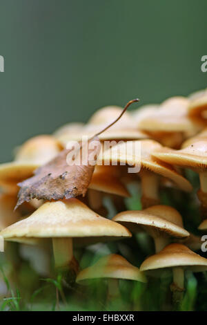 champignons Banque D'Images