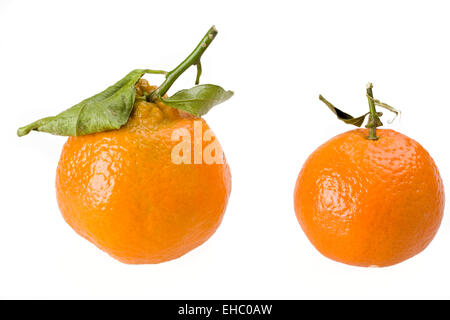 Deux mandarines isolé sur fond blanc Banque D'Images