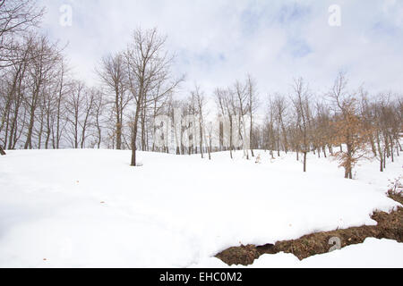 Forêt de neige Banque D'Images