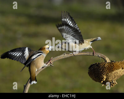 Gros-bec casse-noyaux Banque D'Images