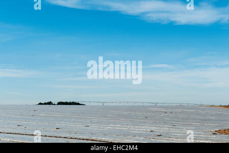 Suffolk, Royaume-Uni. Champ recouvert de paillis en plastique, utilisé sur un sol sablonneux léger pour économiser l'eau et réchauffer le sol, avec un système d'irrigation de gicleurs géants Banque D'Images