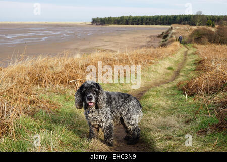 Promenade de chien Cocker sur John Muir Way Banque D'Images